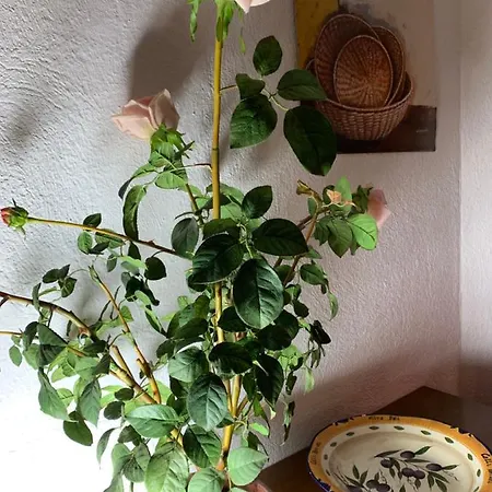 Ferienwohnung Im Schwarzwaldhaus *